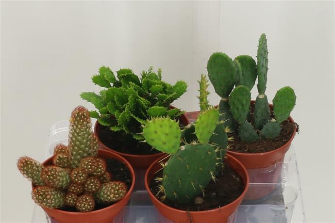 4 stk. Kaktus 15 cm potte