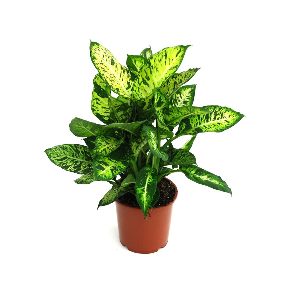Exotenherz - dieffenbachia compacta - 1 plante - plante d