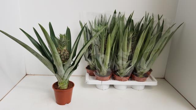 Ananas Plante Højde 45 cm