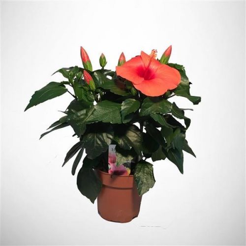 Hibiscus 13 cm potte –
