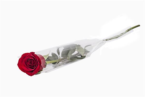 Smag Stramme eftertænksom Rød Rose (Inkl. cellofan og vandbeholder)